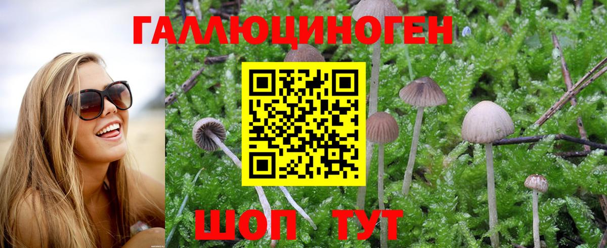 Галлюциногенные грибы Psilocybe Павлово